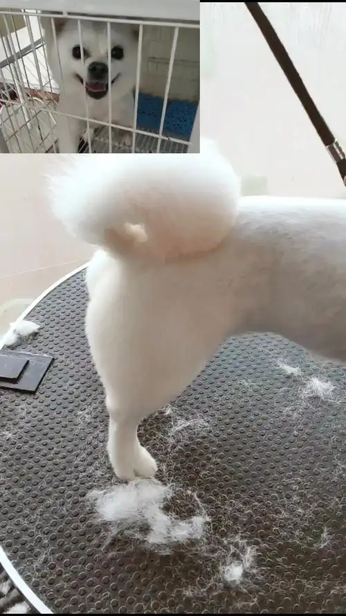 博美修剪造型_哔哩哔哩_bilibili