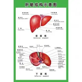 人体内脏解剖示意图医学宣传挂图人体器官心脏结构图医院海报 肝脏