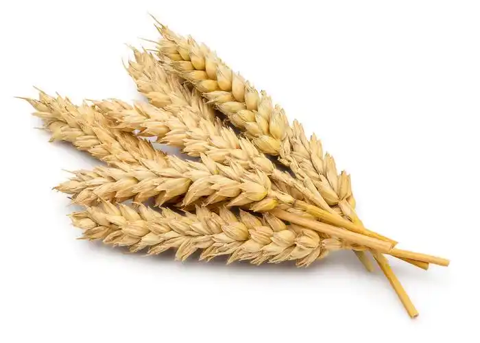 白色背景下的干燥小麦穗二十四节气24节气芒种小满