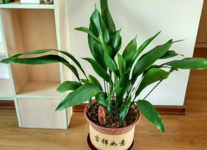 1种大叶观赏植物比绿萝还好养摆放在室内美观又大方