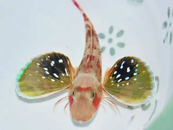 p>绿鳍鱼(学名: i>chelidonichthys kumu /i>),俗称  a href="#"