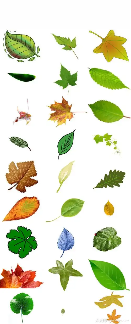 植物一片叶子免抠png设计素材素材