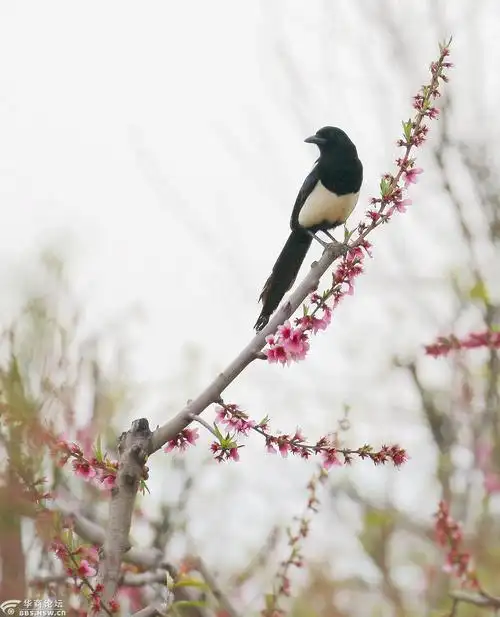喜鹊登枝报春来