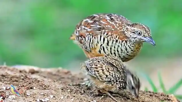 竹鸡响亮的叫声仿佛在喊美国坏带崽觅食的场面好有爱