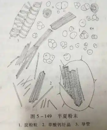中药知识必学:半夏之鉴定