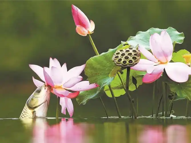 石家庄一荷花池出现鱼吃荷花的趣事儿