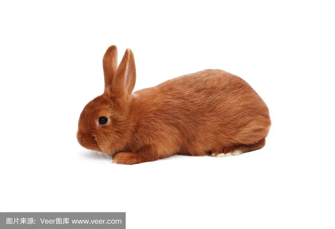 白色桌布上的新西兰纯种红兔宝宝