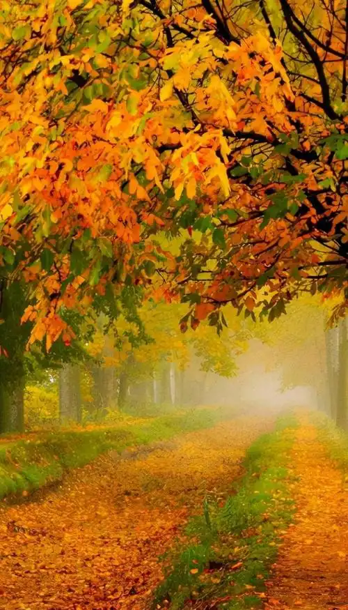 赞美秋天美景的句子赞美九寨沟秋天美景的句子