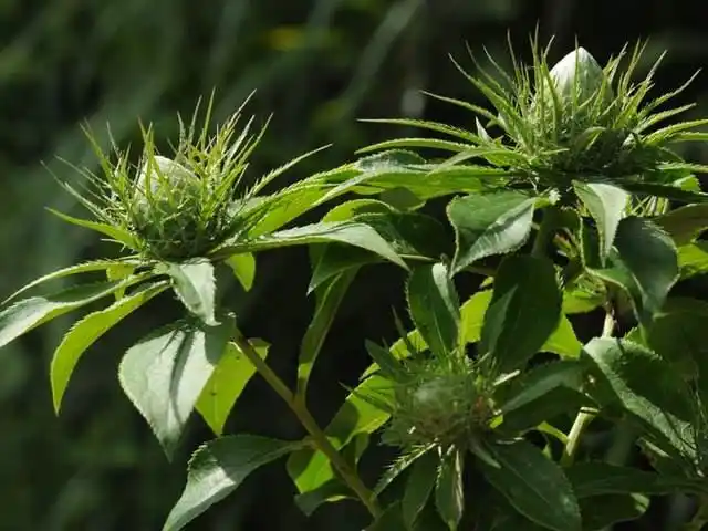 全国名中医王庆国:白术——除腰脐寒湿 疗脾虚便秘