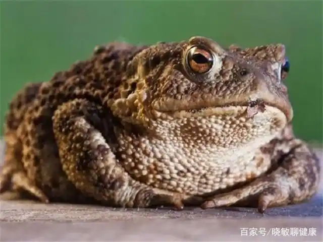 黑眶蟾蜍,中国雨蛙,海蟾蜍和红点蟾蜍,你知道吗