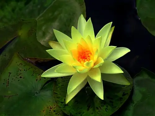 为什么佛菩萨都坐在莲花上面呢?