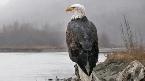 美国国鸟: 白头海雕传奇 american eagle