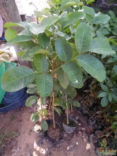 正宗印度小叶紫檀苗檀香紫檀树苗进口珍稀名贵红木