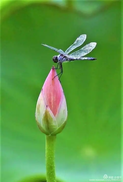 蜻蜓立在荷花上,受用香风不肯飞 .——《湖边》宋·崔复初