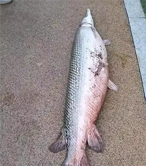 鳄雀鳝重现广州白云湖?浑身恶臭体长1米还有毒!它的?|