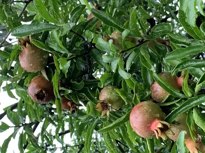 梅雨季苏州东山,西山游记.