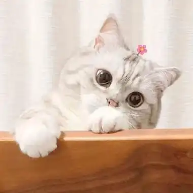 可爱猫咪微信头像