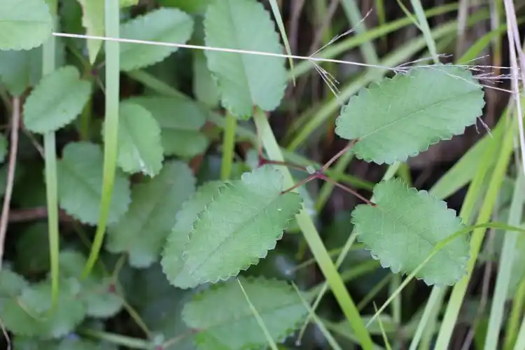 庆元植物1352蔷薇科地榆属地榆