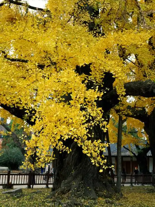 银杏树