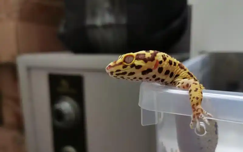 湿度豹纹守宫湿度篇太干太湿都不好