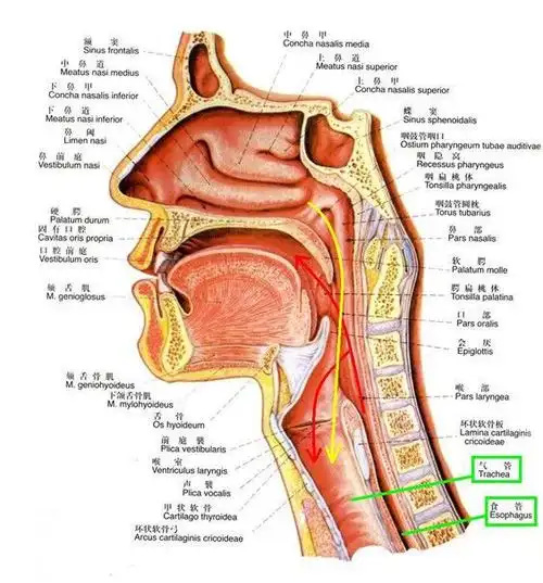 这种喉咙痛,千万不能等!急性会厌炎_网易订阅