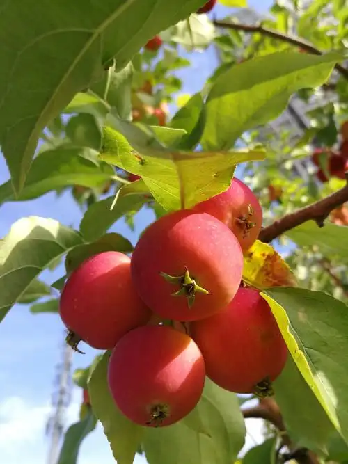 秋天,是丰收的季节