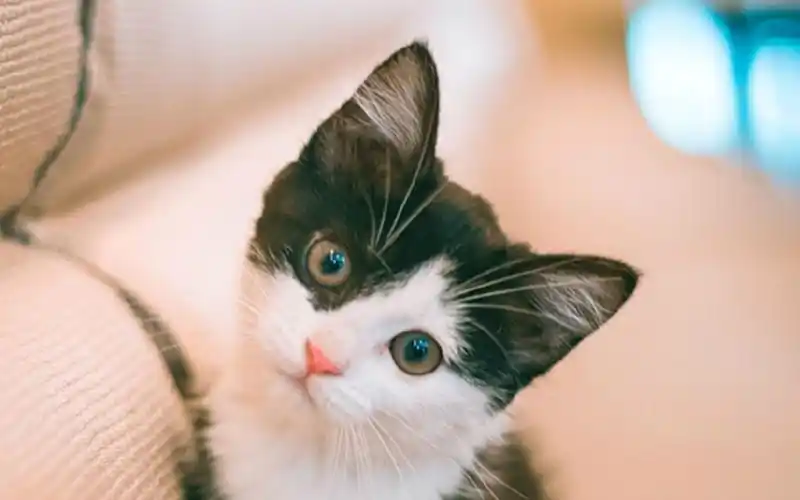 原创像榴莲一样的生肖扒开硬硬的外壳后满是内心的甜蜜