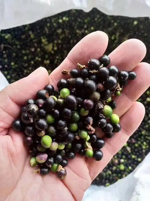 麦冬怎么种植?麦冬种植技术