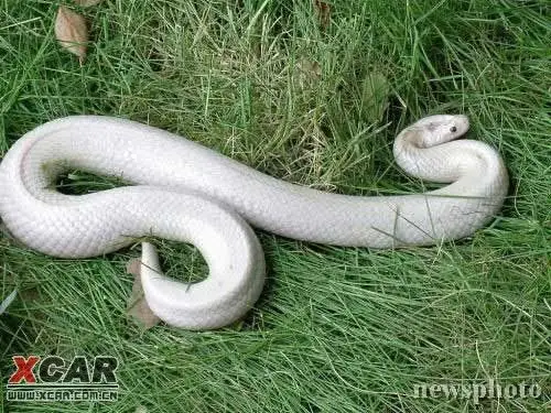 江西惊现白蛇 通体白玉色有较强攻击性