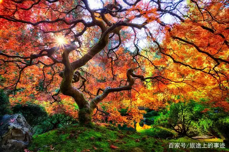 全球那些美到令人惊艳的树木,我国的这株由皇帝亲自栽种