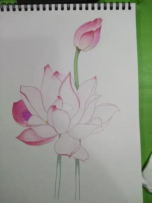 彩铅手绘荷花图含步骤