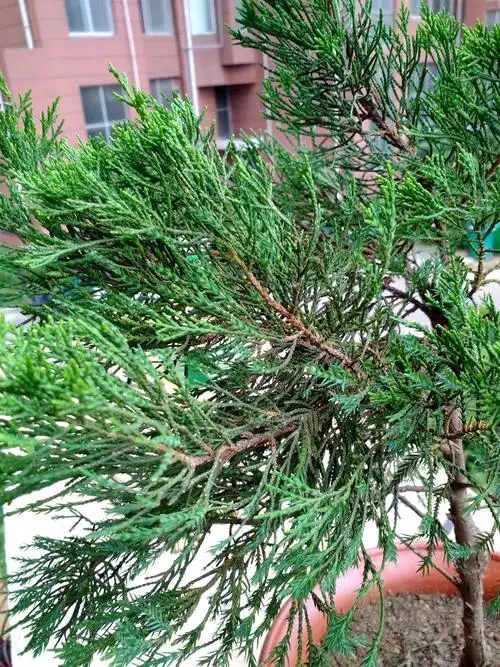 这种松树准确名称叫什么及其习性与种植养护知识?