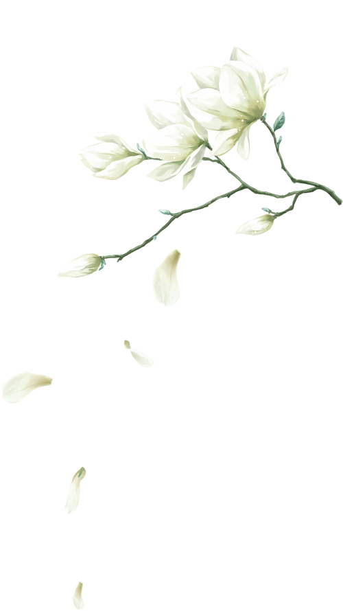 手绘杏花png水墨水彩画古风唯美装饰素材植物花卉花瓣白色的花