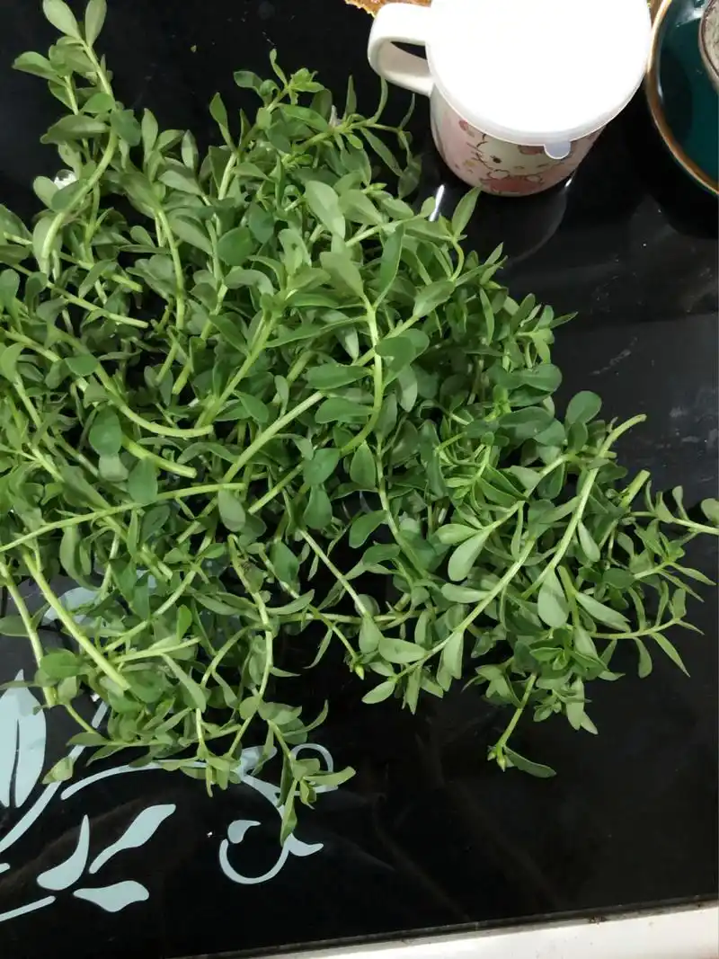 瓜子菜的功效和作用 瓜子菜即是马齿苋,性寒,味甘酸,可以清热消炎,是