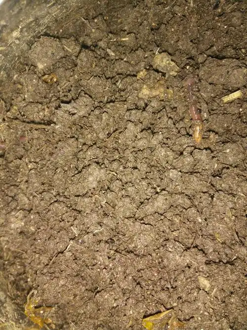 中间白色的小虫是小蚯蚓吗?