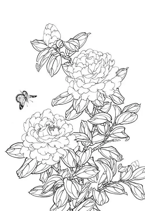 62幅工笔白描茶花图