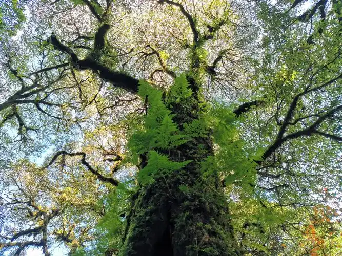 金山原始森林位于云南新平县戛洒与镇沅县的交界处哀牢山风景区是候鸟