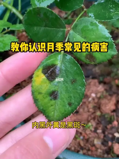 教你认识月季常见的病害