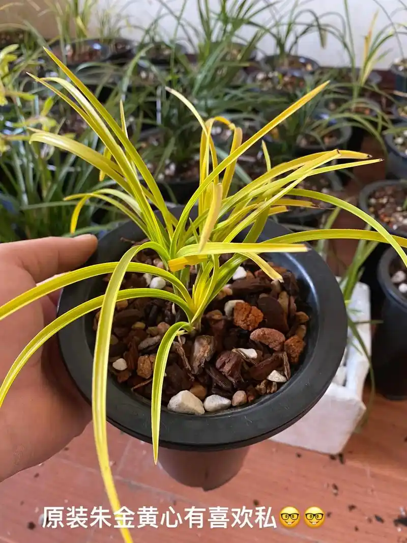 原装朱金黄心草030303030303#精品兰花 #兰花种植 - 抖音