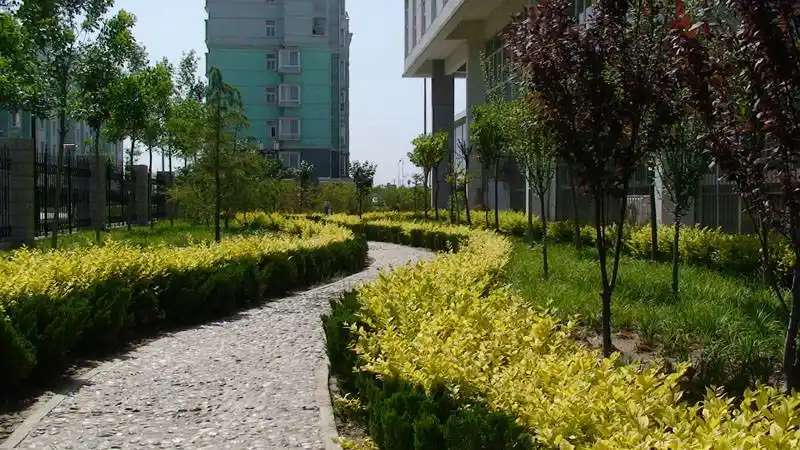 校区绿化植被哪里有,校园绿化工程施工供苗,校园园区花卉采购