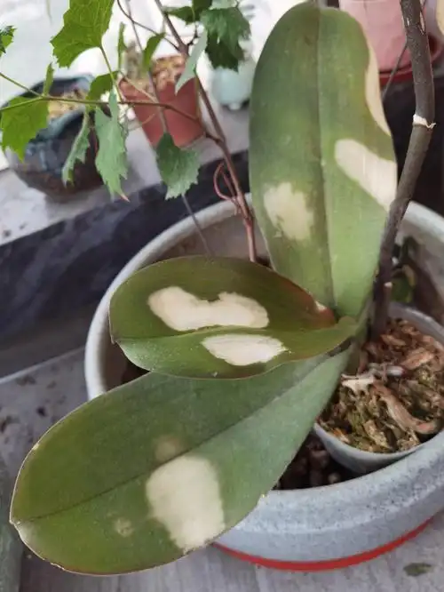 蝴蝶兰这几天发现这样的毛病,很快就传染开了,这是什么问题?如何抢救?