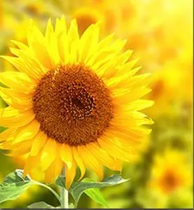 七彩太阳花钻石画向日葵十字绣新款粘钻方钻满钻儿童房卧室客厅