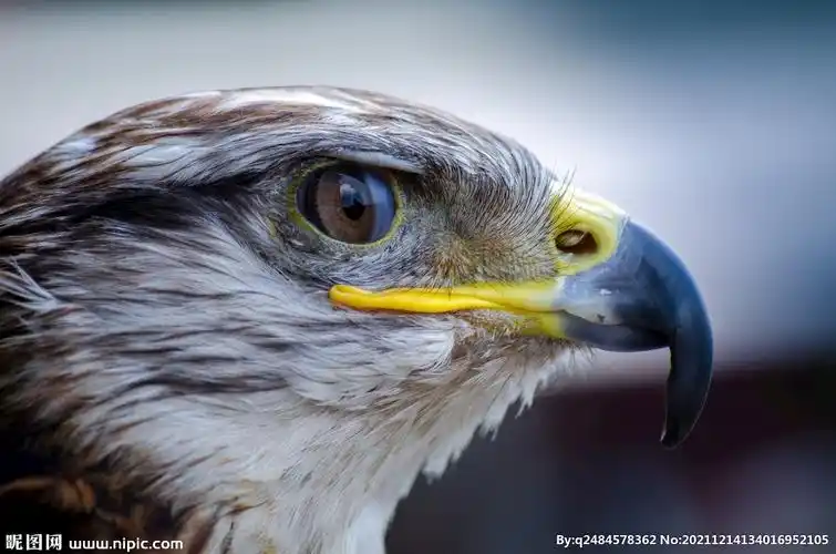 鹰眼图片