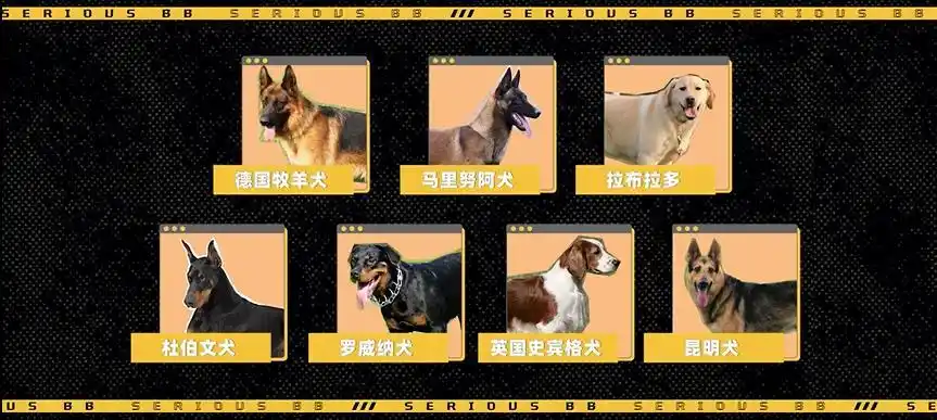 我国目前常见的警犬品种主要有7类,包括:德国牧羊犬,马里努阿犬