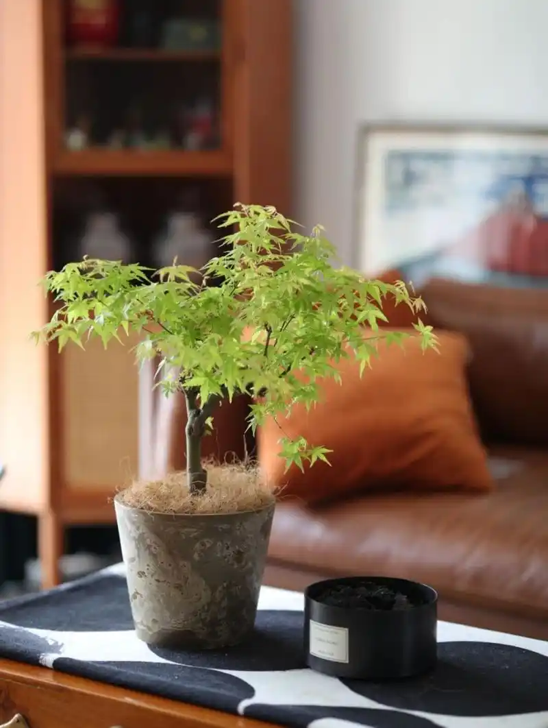 黄金流泉枫树打开了我对夏日的期待 新晋网红室内植物,黄金喷泉枫独有