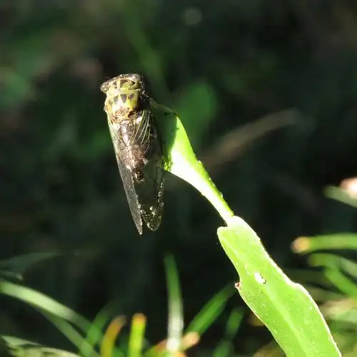 cicada (tibicen superba)