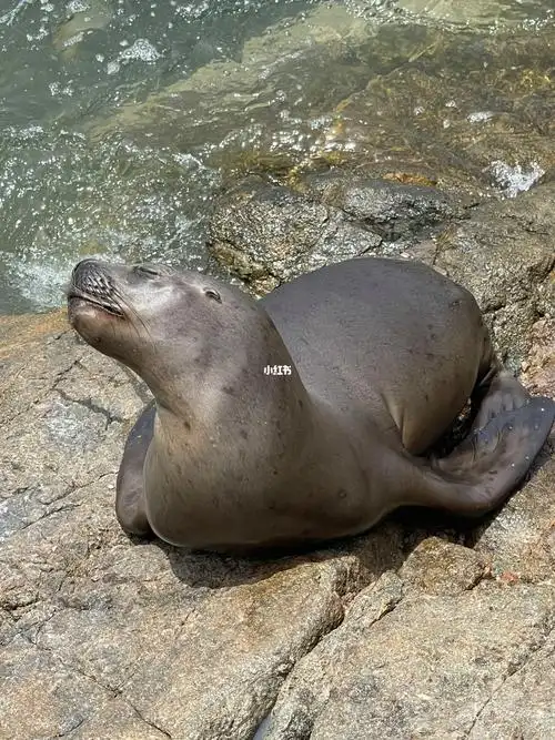 海狮  #动物表情包