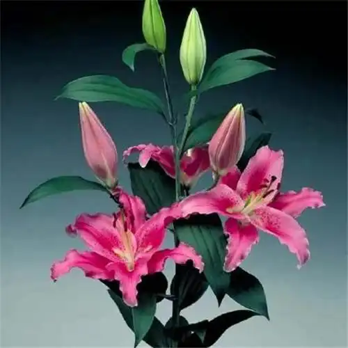 百合花头像图片