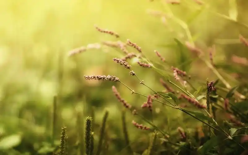 2022最新花卉图片大全大图唯美背景