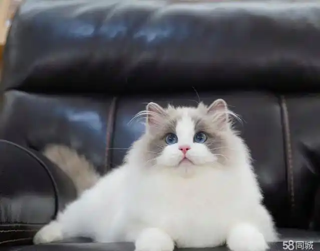 【58同城】平顺宠物猫价格_多少钱一只|平顺宠物猫图片|宠物猫
